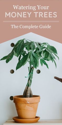 a potted plant sitting on top of a wooden table with text overlay reading watering your money trees the complete guide