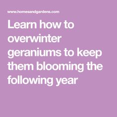 the words learn how to overwinter geraniums to keep them blooming the following year