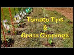 the words tomato tips and grass clippings in front of an image of some plants