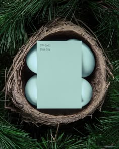 three eggs in a nest on top of a pine tree with a blue card next to it