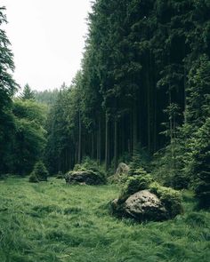 a lush green forest filled with lots of trees and tall grass covered rocks in the foreground