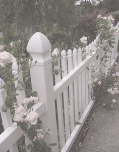 white picket fence with roses growing on it