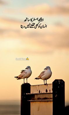 two seagulls sitting on top of a wooden post in front of the ocean