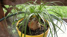 a potted plant sitting on top of a wooden table