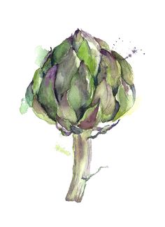 an artichoke is shown in this watercolor and ink painting style, with green leaves on it