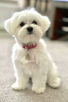 a small white dog sitting on top of a carpet