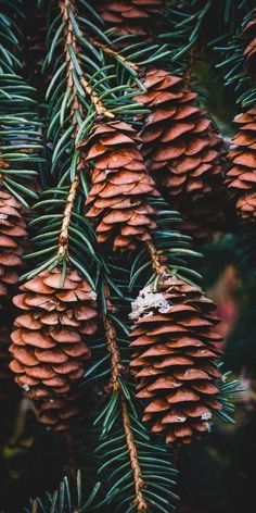 pine cones hanging from a tree branch