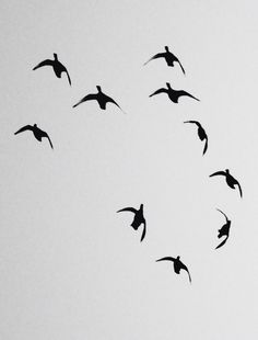 a flock of birds flying in the sky with their wings spread out and there is no image to describe