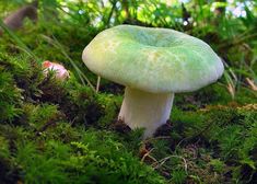 a close up of a mushroom on the ground with moss and trees in the background