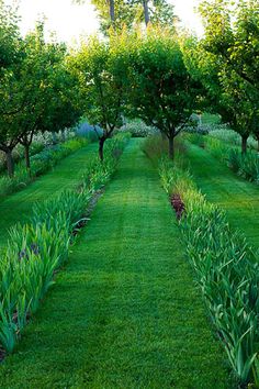 an orchard garden with green grass and trees