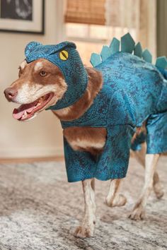 a dog dressed in a blue dinosaur costume