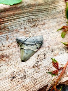 a moth sitting on top of a wooden table