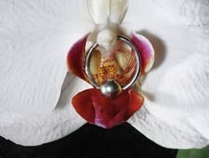 a white and red flower with a silver ring on it