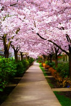 the walkway is lined with blooming trees