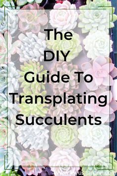 the diy guide to transplating succulents with text overlay