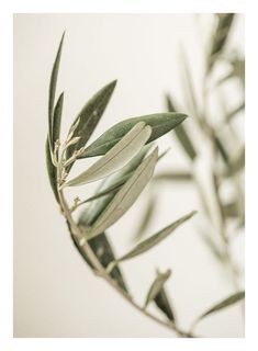 an olive branch with green leaves in the foreground and a white background behind it