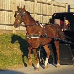 a brown horse pulling a carriage down a street