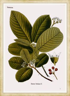 an illustration of leaves and berries on a branch with flowers in the foreground, vintage style