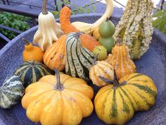 a blue bowl filled with lots of different types of gourds and pumpkins