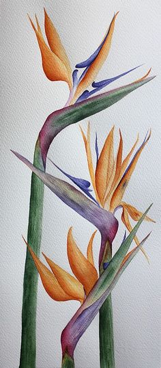 a painting of two birds of paradise flowers on a white background with watercolor pencils