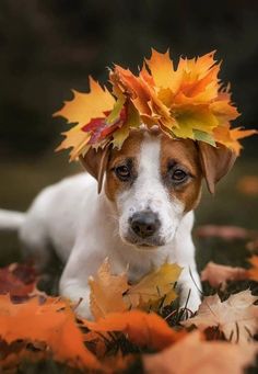 a brown and white dog laying on top of leaves