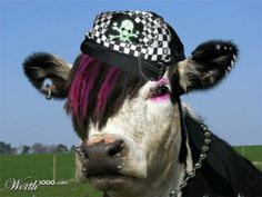 a cow with pink and black hair wearing a pirate hat on it's head