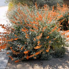 an orange flower bush in the middle of a sidewalk