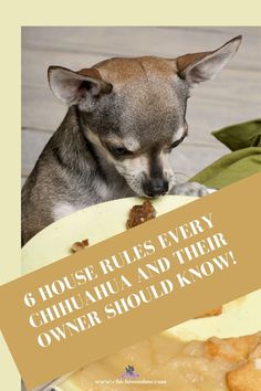 a small dog eating food from a plate with the words 6 house rules every chihuahua and their owner should know