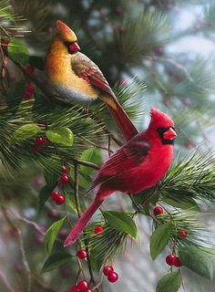 two birds sitting on top of a pine tree branch next to berries and leaves with snow in the background