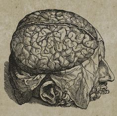 a black and white drawing of a human head with the brain in it's center