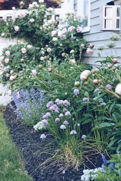 the flowers are blooming along the side of the house and in the garden bed