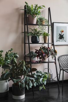 a room filled with lots of potted plants on shelves next to a chair and table