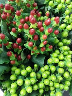 green and red berries are growing on the plant