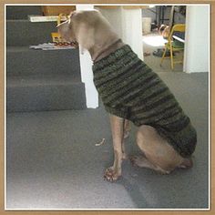 a dog wearing a sweater sitting on the floor