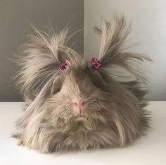 a close up of a furry animal with long hair and pink glasses on it's head