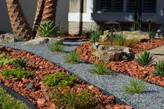 a garden with rocks and plants in front of a house that has palm trees on the side