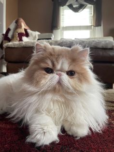 a fluffy cat laying on the floor in a living room