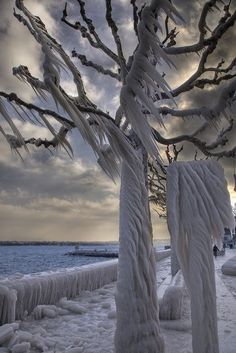 ice covered trees on the shore of a body of water at sunset with people walking in the distance