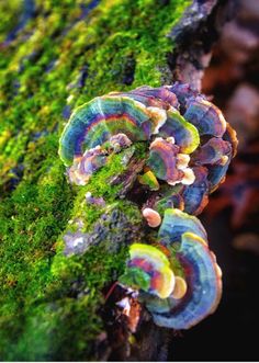 some very pretty colorful mushrooms growing on a mossy tree branch with lichens