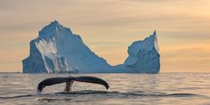 a humpback dives into the water near an iceberg