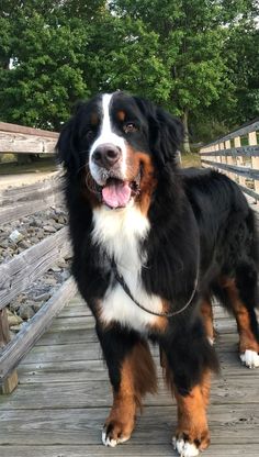 a large black and brown dog standing on top of a wooden bridge