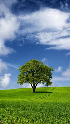 a lone tree stands in the middle of a green field under a cloudy blue sky