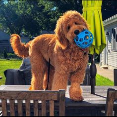 Best toys for puppy’s Golden Doodle Puppy, Mini Golden Doodle, Goldendoodle Haircuts, Ultra Ball, Dog Ball Launcher, Golden Doodles, Ball Launcher, Fancy Dog