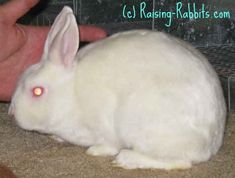 a white rabbit sitting on top of a floor next to a person's hand