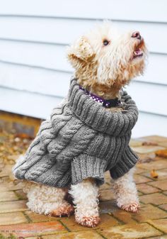 a white dog wearing a gray sweater and purple collar standing on a brick walkway in front of a house