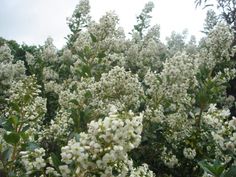 some white flowers and green leaves on a tree