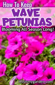 pink flowers with the words how to keep wave petunias blooming all season long