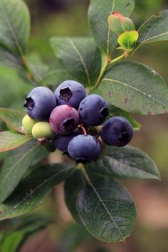 blueberries are growing on the branch of a tree