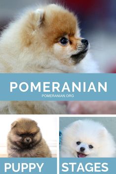 pomeranian puppies are shown in three different pictures