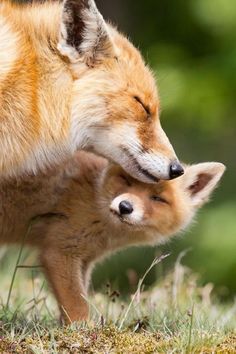 an adult fox and its baby are standing in the grass with their heads touching each other